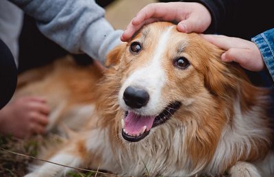 Students Thrive Amidst Comfort Dogs.